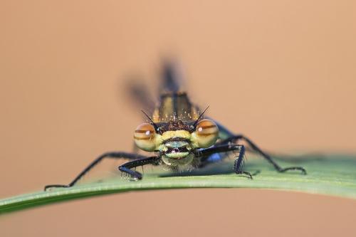 Pyrrhosoma nymphula